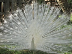 La roue