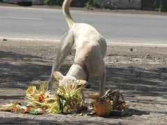 Les chiens se r  galentl des offrandes