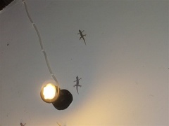 Les compagnons des lumi  res