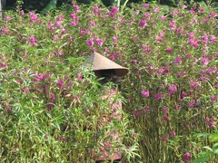 Trouver la fleur  