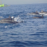 Les dauphins à Lovina