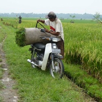 Une balade dans les rizières