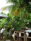 Gobang à la pêche à la coco