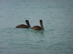 7 l'eau