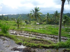 RizieresKlungklungP1060990