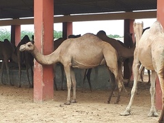Ferme d’élevage de dromadaires (2)