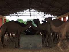 Ferme d’élevage de dromadaires (4)