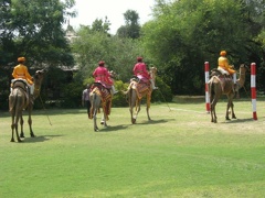 Match de polo de dromadaires (8)