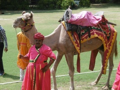 Match de polo de dromadaires (10)