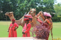 Match de polo de dromadaires (11)