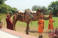 Match de polo de dromadaires (12)