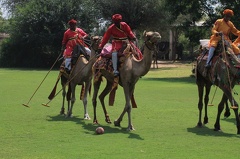 Match de polo de dromadaires (14)