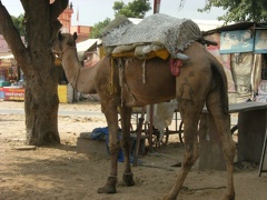 Un dromadaire