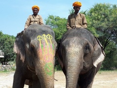 Des éléphants (2)