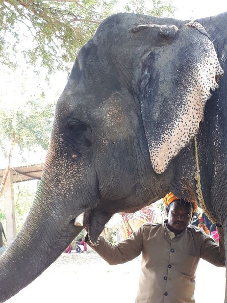 Des éléphants (6).jpg