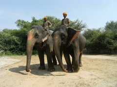Des éléphants (8)