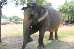 Des éléphants (11)