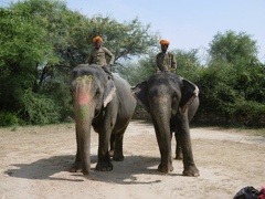 Des éléphants (14)