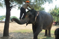 Des éléphants (13)