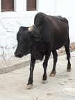 La vie indienne (7)