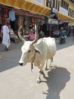 La vie indienne (33)