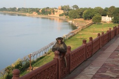 Le Taj Mahal (12)