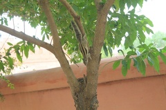 Écureuil dans l'arbre