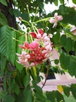 Fleurs