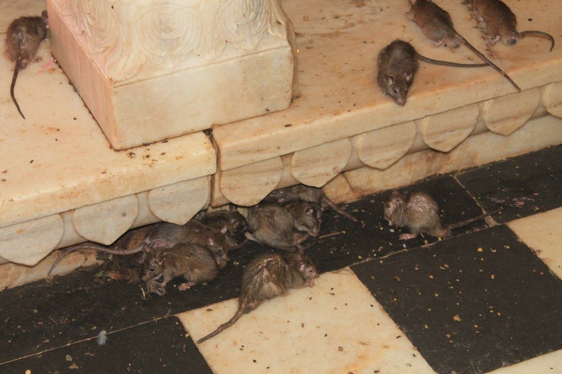 Temple des rats (7).jpg