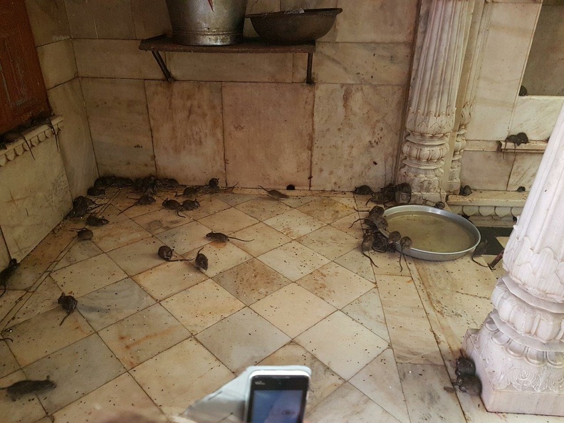 Temple des rats (5).jpg