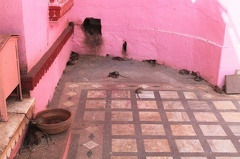 Temple des rats (8)