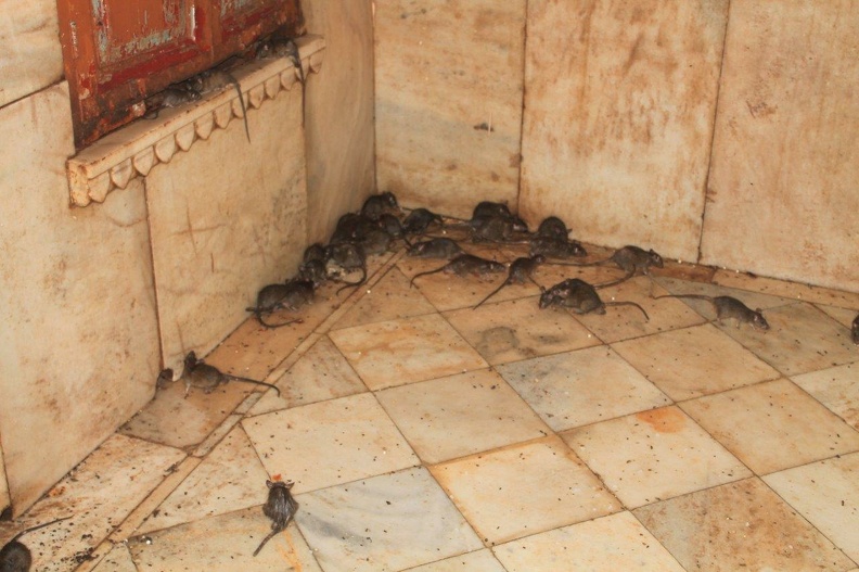 Temple des rats (11).jpg