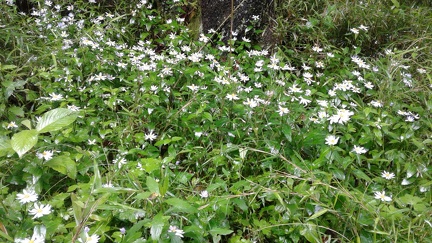 Hakone 39