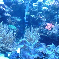 L'aquarium 