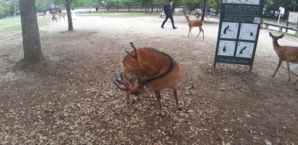 Ile de Miyajima 22