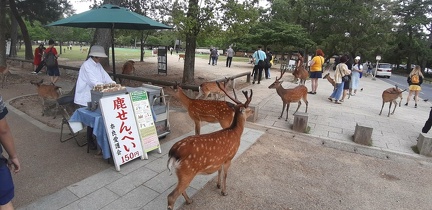 Ile de Miyajima 23