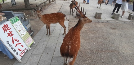 Ile de Miyajima 24