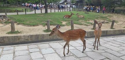 Ile de Miyajima 29