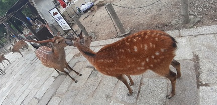 Ile de Miyajima 30