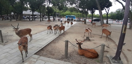 Ile de Miyajima 31