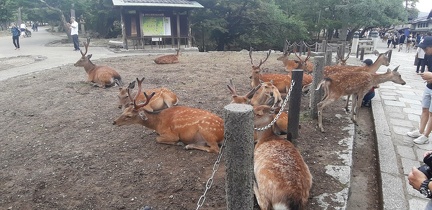 Ile de Miyajima 32