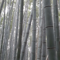 La bambouseraie de Arashiyama
