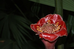 Quelques végétaux  05