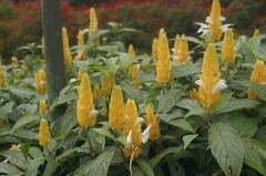 Quelques végétaux  15