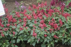 Quelques végétaux  17