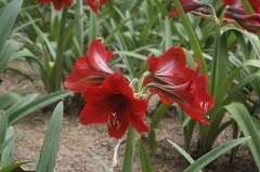 Quelques végétaux  18