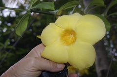 Quelques végétaux  19