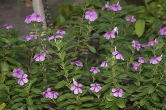 Quelques végétaux  20