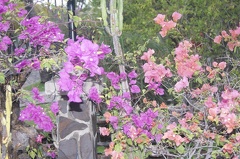 Quelques végétaux  21