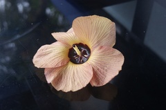 Quelques végétaux  22